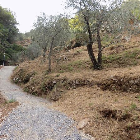 Fattoria Ceragioli Villa Camaiore Luaran gambar